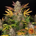 Barneys Farm Amnesia Haze Autoflowering