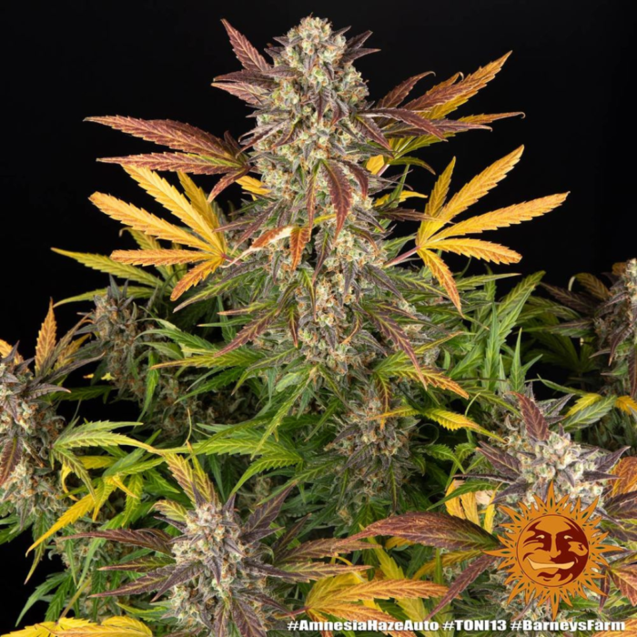 Barneys Farm Amnesia Haze Autoflowering