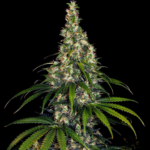 Barneys Farm Amnesia Haze Autoflowering
