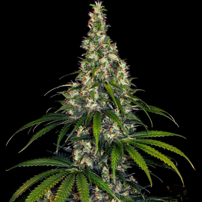 Barneys Farm Amnesia Haze Autoflowering