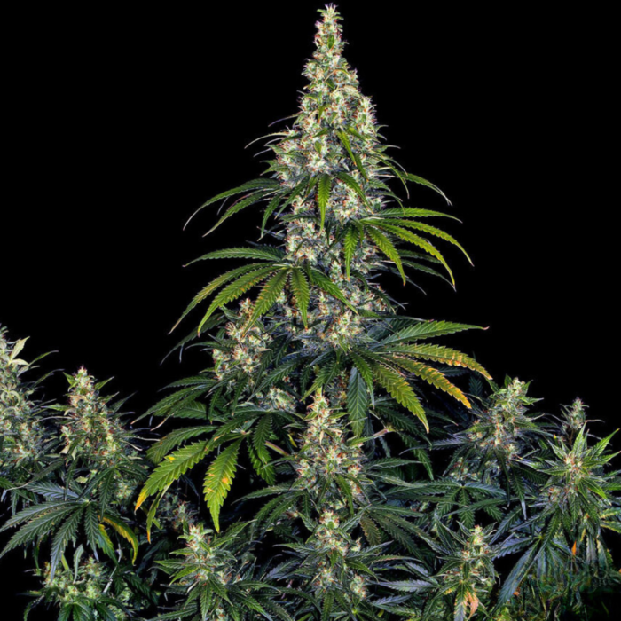 Barneys Farm Amnesia Haze Autoflowering