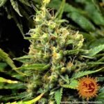 Barneys Farm Acapulco Gold Feminisiert