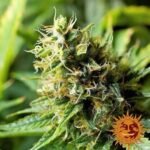 Barneys Farm Acapulco Gold Feminisiert