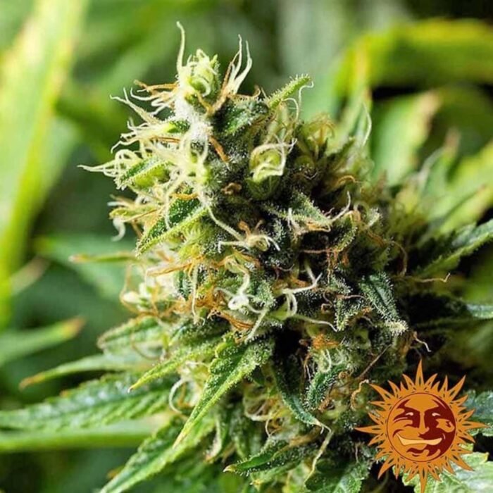Barneys Farm Acapulco Gold Feminisiert