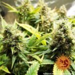 Barneys Farm Acapulco Gold Feminisiert