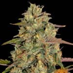 Barneys Farm Amnesia Lemon