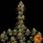 Barneys Farm Amnesia Lemon