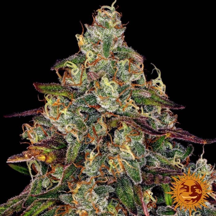 Barneys Farm Amnesia Lemon