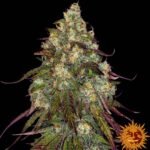 Barneys Farm Amnesia Lemon