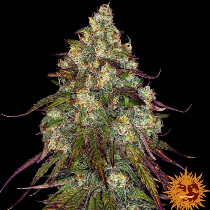 Barneys Farm Amnesia Lemon