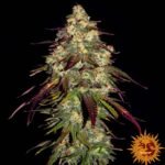 Barneys Farm Amnesia Lemon