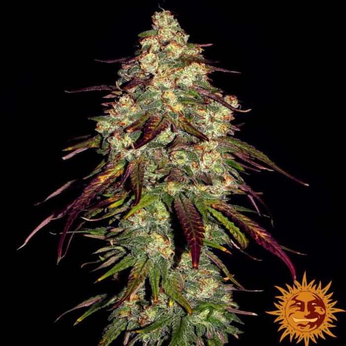 Barneys Farm Amnesia Lemon