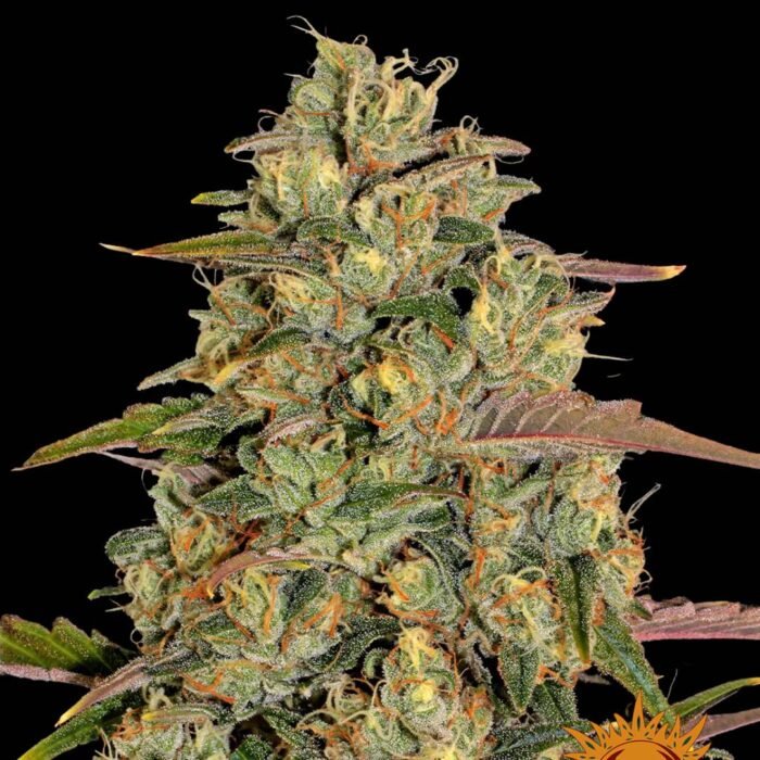 Barneys Farm Amnesia Lemon