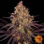 Barneys Farm Ayahuasca Purple