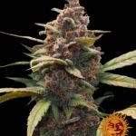 Barneys Farm Ayahuasca Purple