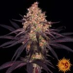 Barneys Farm Ayahuasca Purple