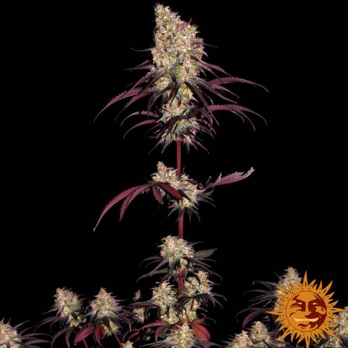 Barneys Farm Ayahuasca Purple