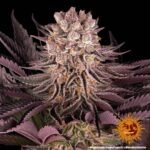 Barneys Farm Mimosa x Orange Punch