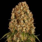 Barneys Farm Orange Sherbert