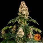 Barneys Farm Orange Sherbert