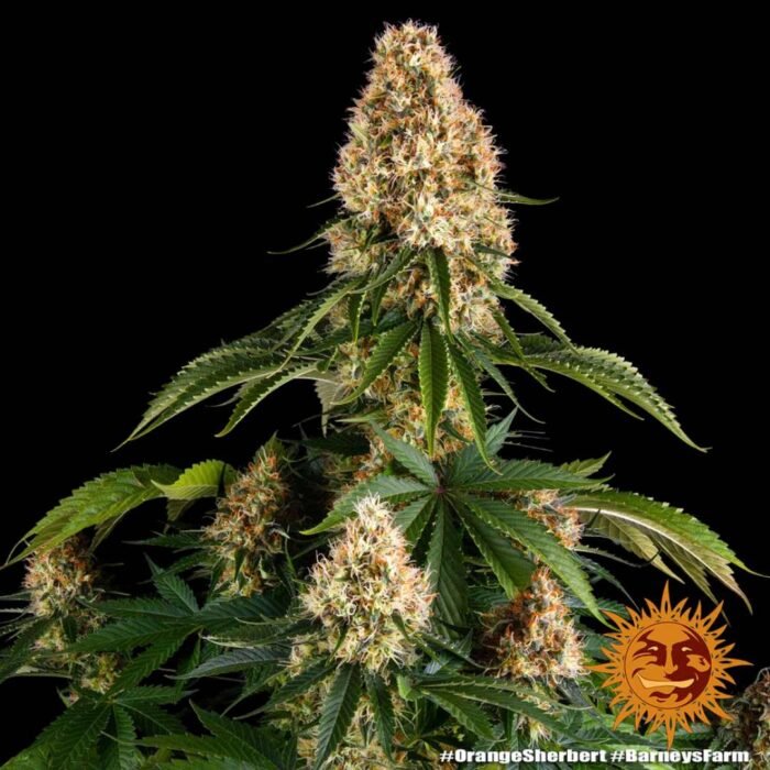 Barneys Farm Orange Sherbert