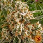 Barneys Farm Orange Sherbert