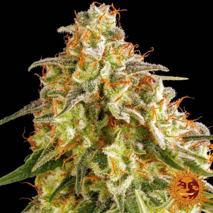 Barneys Farm Orange Sherbert