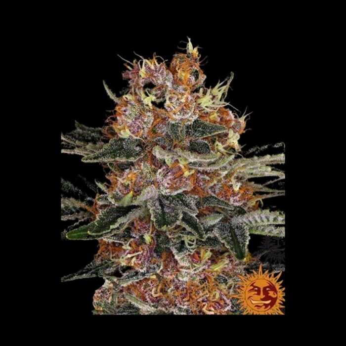 Barneys Farm Purple Punch Autoflowering