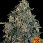 Barneys Farm Blueberry OG
