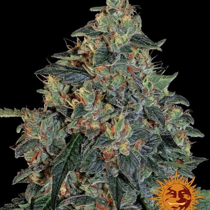 Barneys Farm Blueberry OG