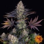Barneys Farm LSD
