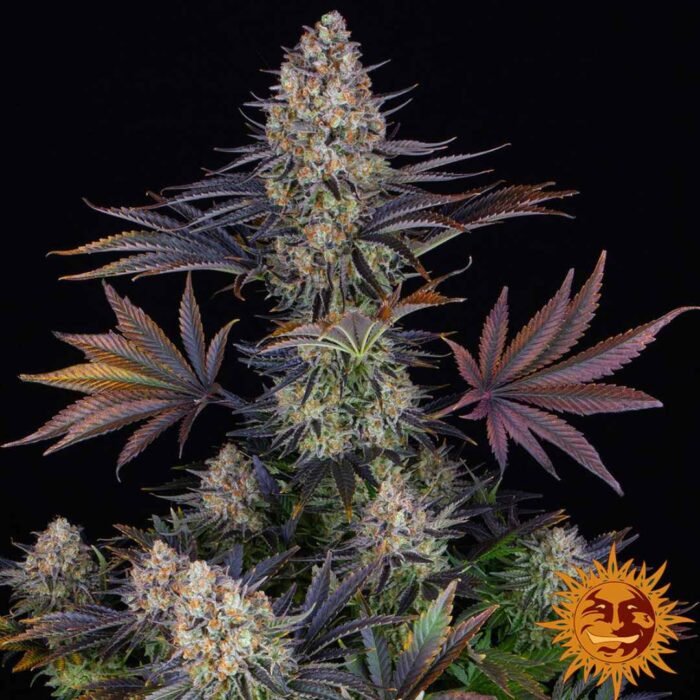Barneys Farm LSD