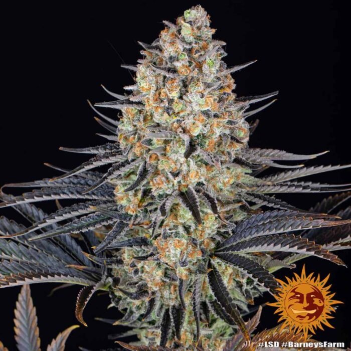 Barneys Farm LSD