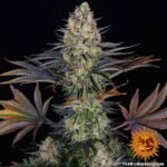Barneys Farm LSD