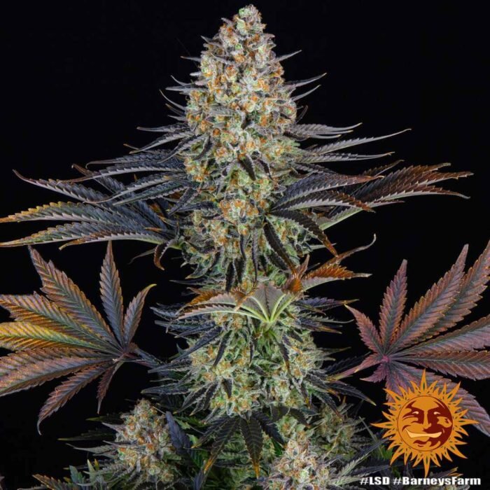 Barneys Farm LSD