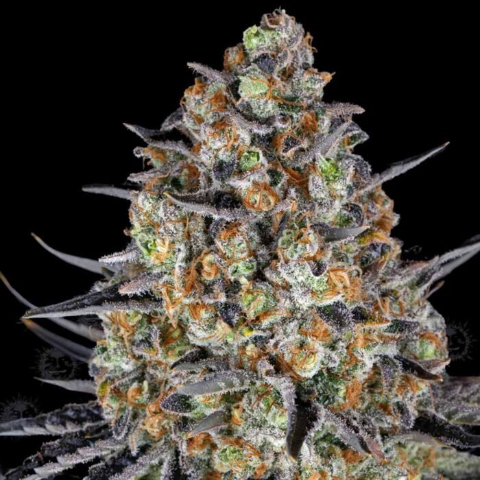 Barneys Farm LSD
