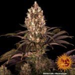 Barney’s Farm Blueberry OG