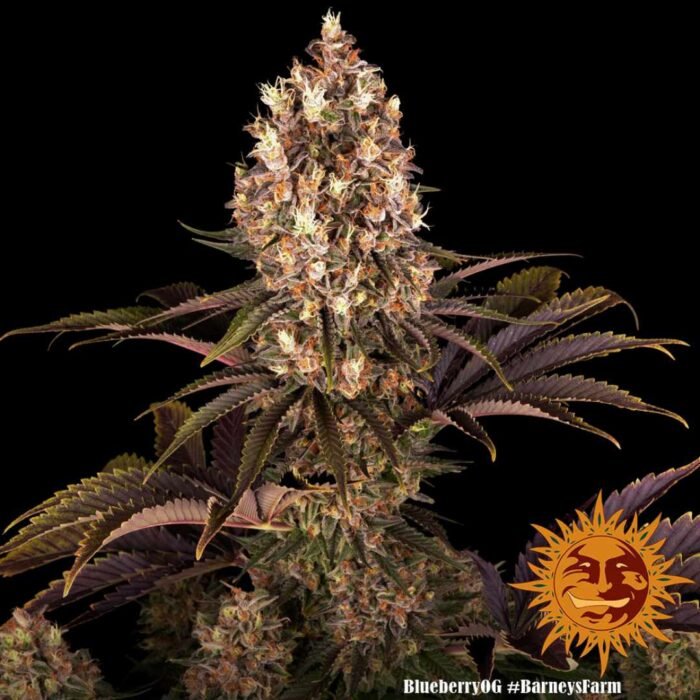 Barney’s Farm Blueberry OG