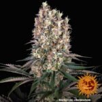 Barney’s Farm Blueberry OG