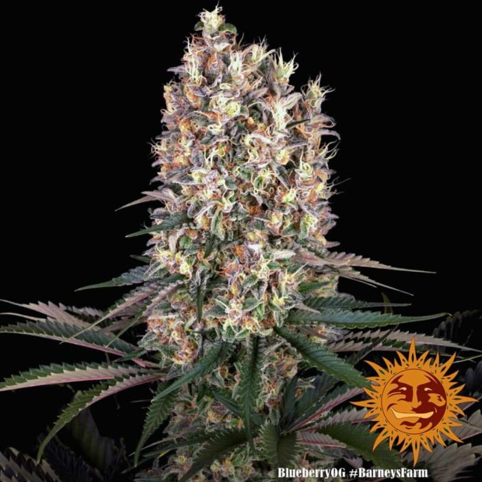 Barney’s Farm Blueberry OG