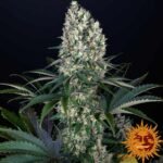 Blueberry OG Barneys Farm