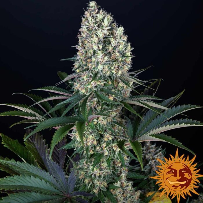 Blueberry OG Barneys Farm