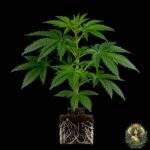 Jack Herer | Feminisierte Hanfsämlinge