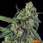 Barney's Farm Cookies Kush