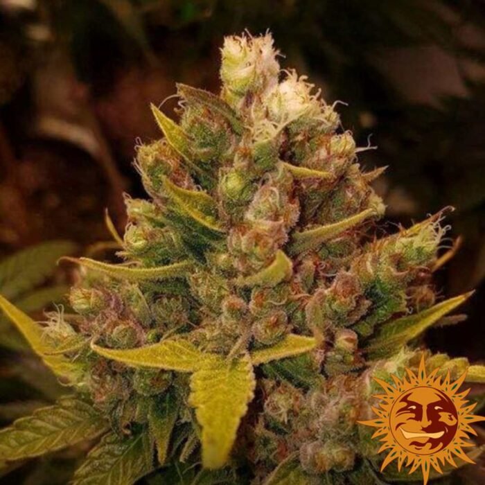 Cookies Kush Barney's Farm