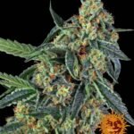 Cookies Kush Barney's Farm