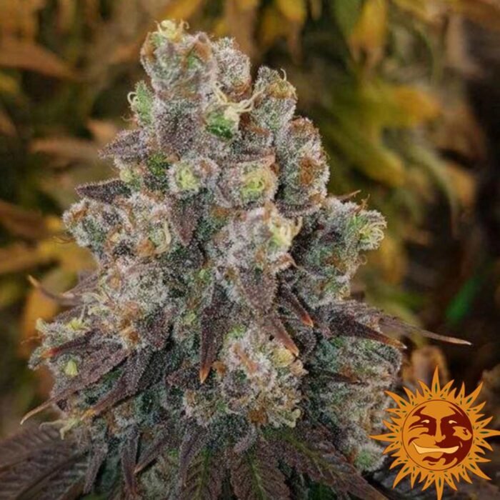 Cookies Kush Barney's Farm