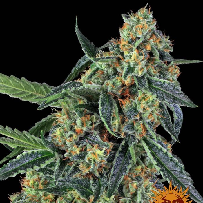 Barney's Farm Cookies Kush