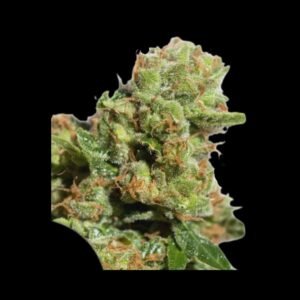 Dutch Passion Auto Bruce Lemon Diesel – Produktabbildung