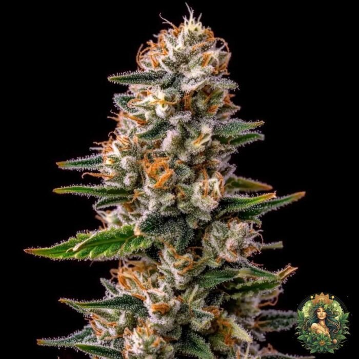 Girl Scout Cookies Cannabis Strain